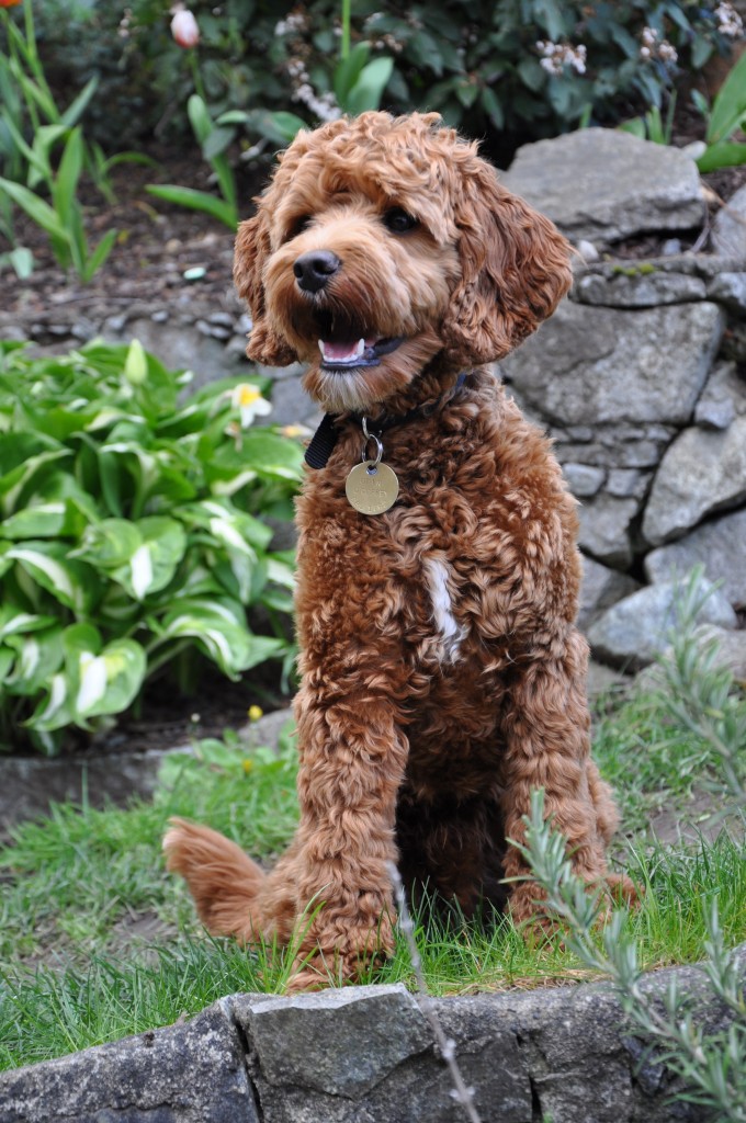 Meet Our Dogs | Labradoodles of the North