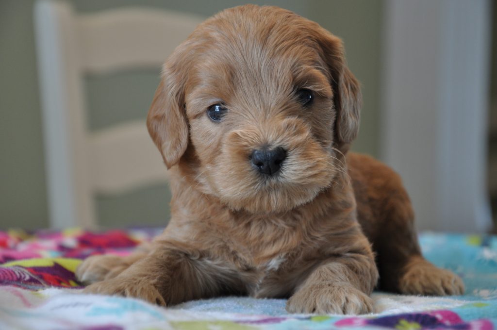 Available Puppies | Labradoodles of the North