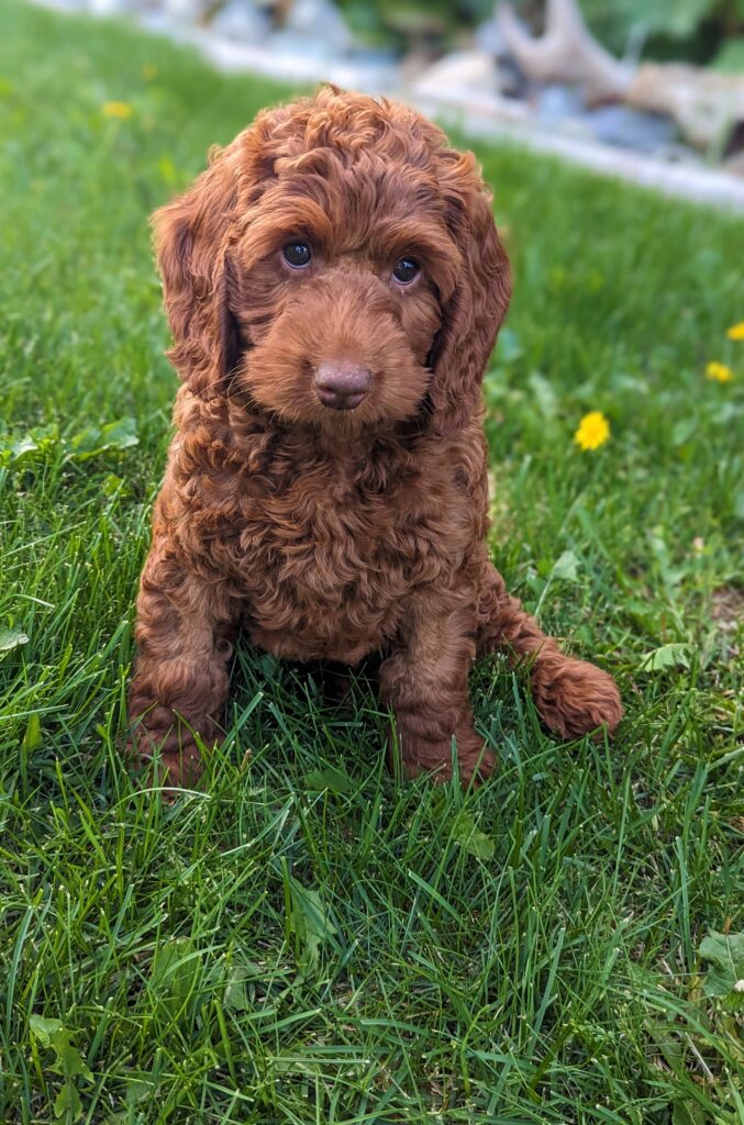 Available Puppies | Labradoodles of the North